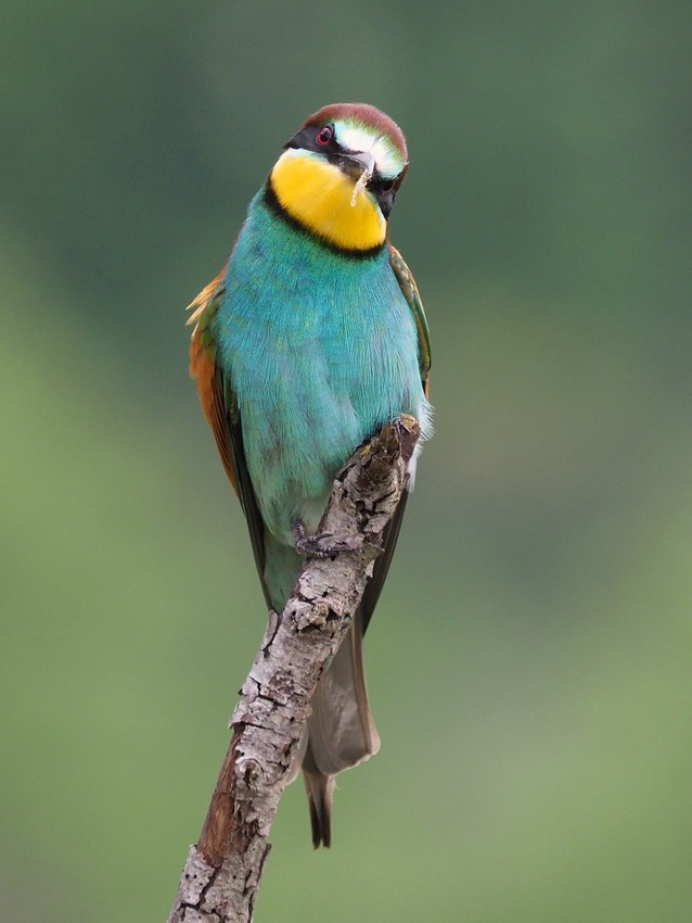 Gruccioni   (Merops apiaster)